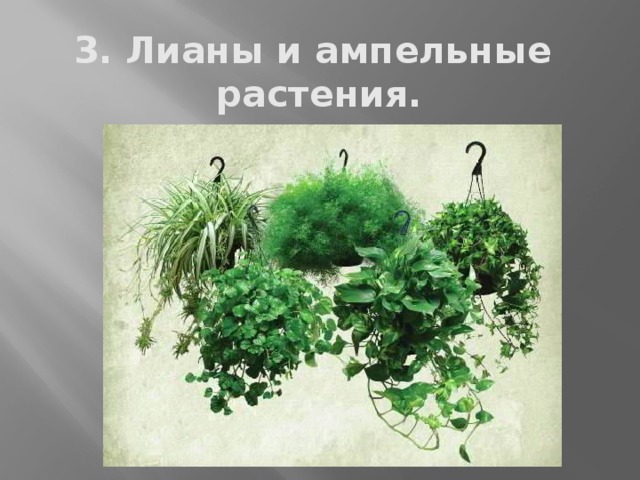 3. Лианы и ампельные  растения. 