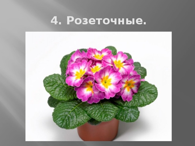 4. Розеточные. 