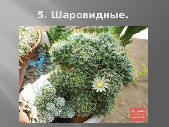 5. Шаровидные. 