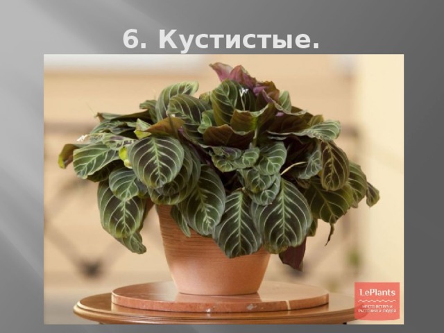 6. Кустистые. 