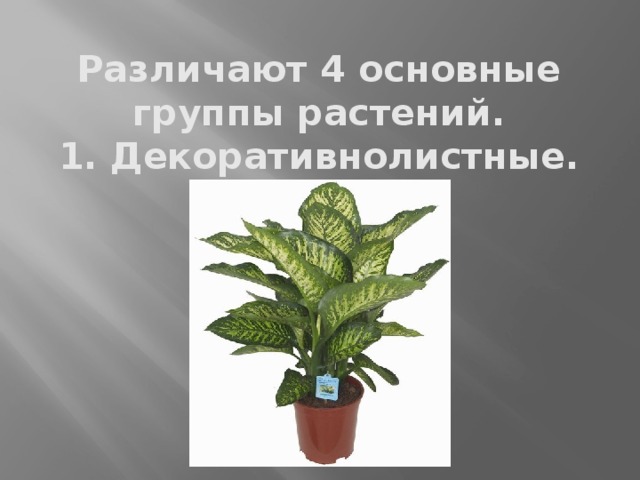 Различают 4 основные группы растений.  1. Декоративнолистные. 