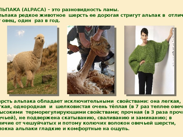 АЛЬПАКА (ALPACA) – это разновидность ламы. Альпака редкое животное  шерсть ее дорогая стригут альпак в  отличие от овец, один  раз в год. Шерсть альпака обладает исключительными  свойствами: она легкая, мягкая, однородная  и  шелковистая очень тёплая (в 7 раз теплее овечьей), с высокими  терморегулирующими свойствами; прочная (в 3 раза прочнее овечьей), не подвержена скатыванию, сваливанию и заминанию; в отличие от чешуйчатых и потому колючих волокон овечьей шерсти, волокна альпаки гладкие и комфортные на ощупь. 
