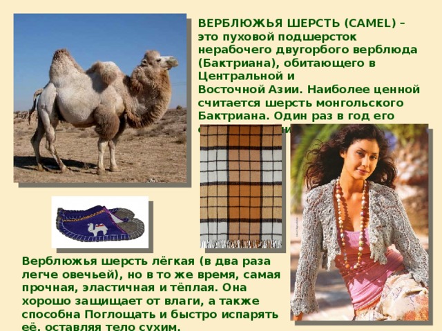 ВЕРБЛЮЖЬЯ ШЕРСТЬ (CAMEL) –  это пуховой подшерсток нерабочего двугорбого верблюда (Бактриана), обитающего в Центральной и Восточной Азии. Наиболее ценной считается шерсть монгольского Бактриана. Один раз в год его собирают (или вычёсывают) Верблюжья шерсть лёгкая (в два раза легче овечьей), но в то же время, самая прочная, эластичная и тёплая. Она хорошо защищает от влаги, а также способна Поглощать и быстро испарять её, оставляя тело сухим. 