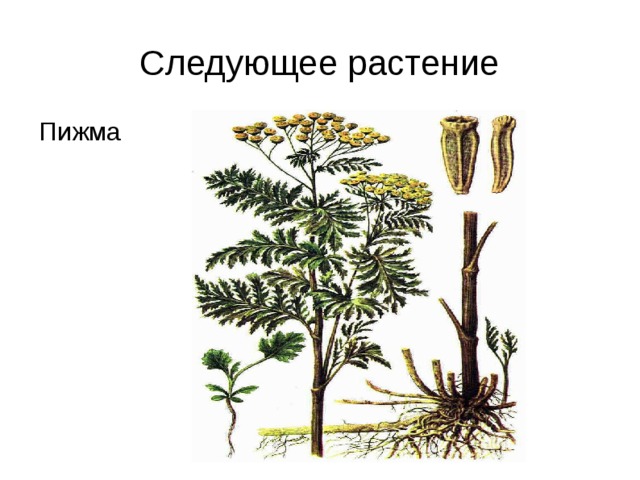 Следующее растение Пижма 