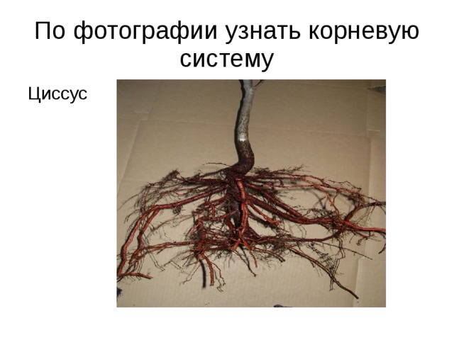 По фотографии узнать корневую систему Циссус 