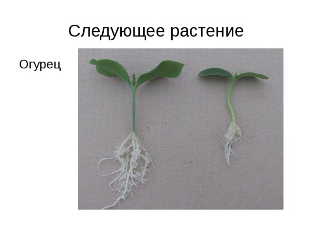 Следующее растение Огурец 