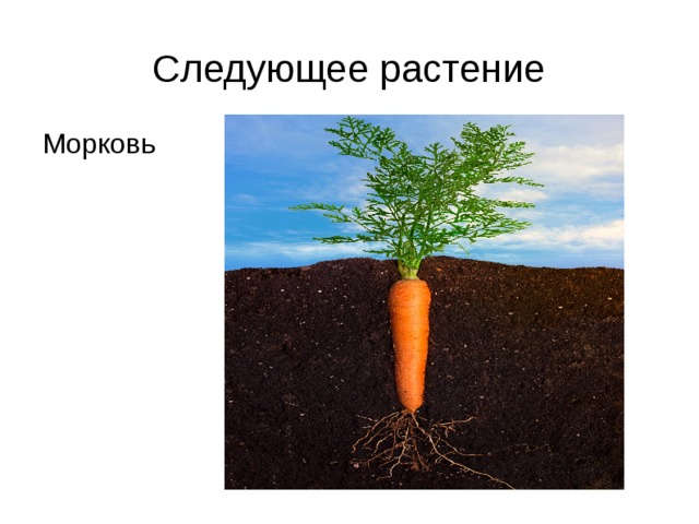 Следующее растение Морковь 