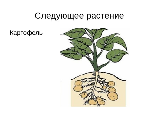 Следующее растение Картофель 