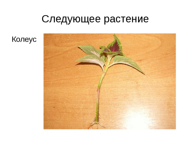 Следующее растение Колеус 