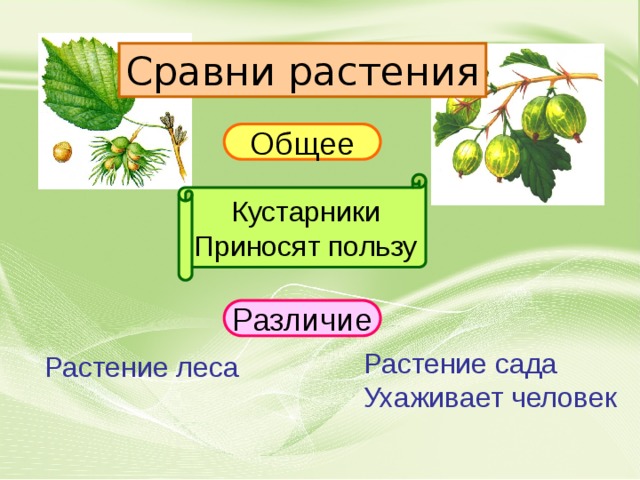 Сравни растения