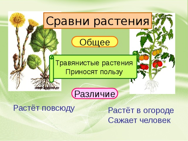 Травянистые растения 2 класс окружающий