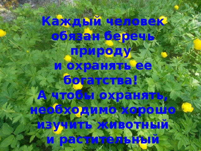 Растения архангельской области презентация