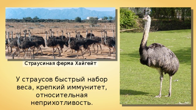 Georgio Страусиная ферма Хайгейт У страусов быстрый набор веса, крепкий иммунитет, относительная неприхотливость. FredS 