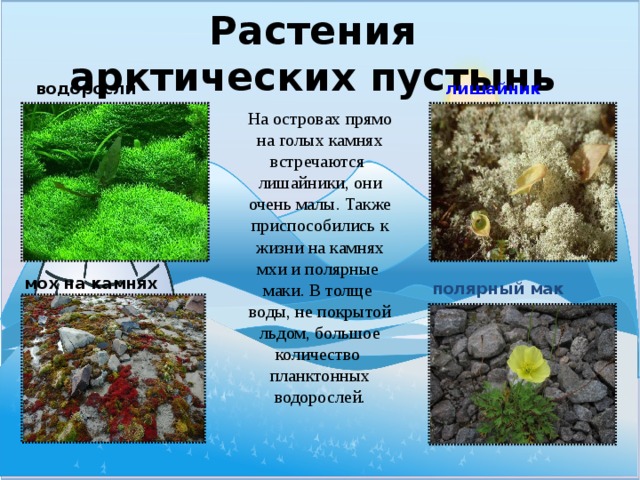 Растения арктических пустынь лишайник водоросли На островах прямо на голых камнях встречаются лишайники, они очень малы. Также приспособились к жизни на камнях мхи и полярные маки. В толще воды, не покрытой льдом, большое количество планктонных водорослей. мох на камнях полярный мак 