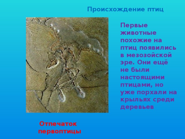  Происхождение птиц Первые животные похожие на птиц появились в мезозойской эре. Они ещё не были настоящими птицами, но уже порхали на крыльях среди деревьев  Отпечаток первоптицы 