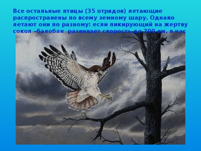Все остальные птицы (35 отрядов) летающие распространены по всему земному шару. Однако летают они по разному: если пикирующий на жертву сокол –балобан развивает скорость до 300 км. в час 