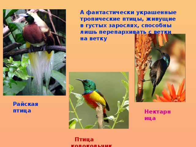 А фантастически украшенные тропические птицы, живущие в густых зарослях, способны лишь перепархивать с ветки на ветку Райская птица Нектарница  Птица колокольчик 