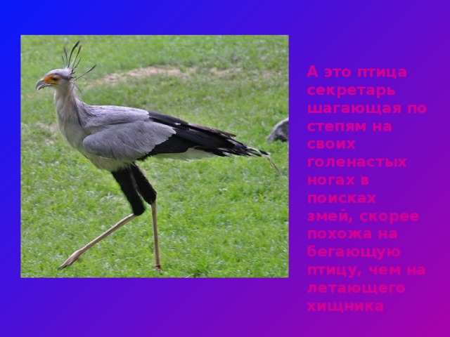 А это птица секретарь шагающая по степям на своих голенастых ногах в поисках змей, скорее похожа на бегающую птицу, чем на летающего хищника 