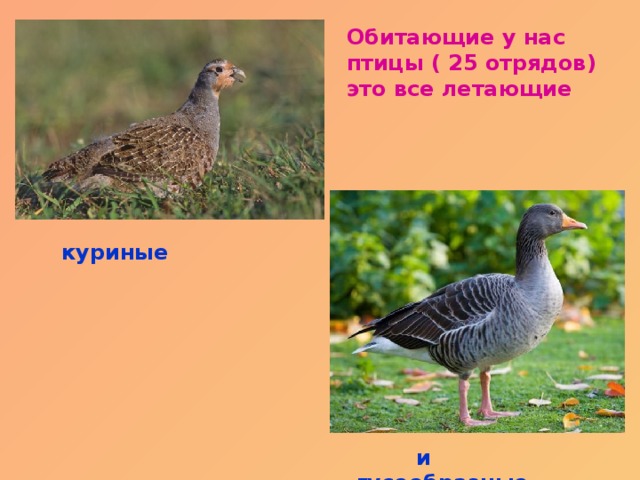 Обитающие у нас птицы ( 25 отрядов) это все летающие куриные  и гусеобразные 