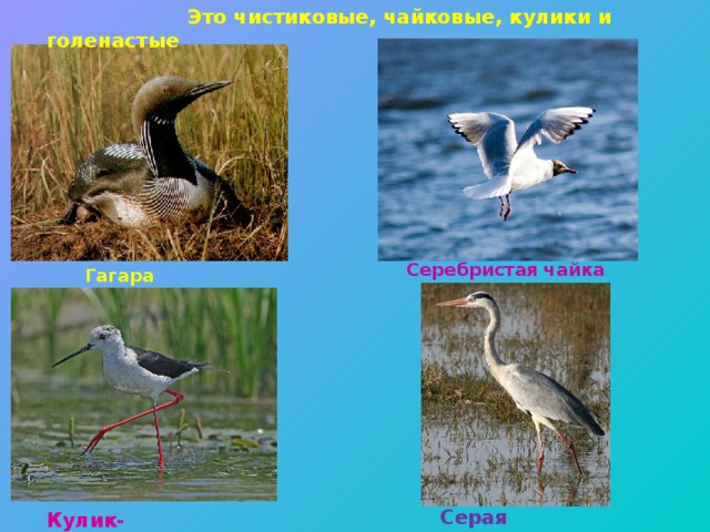  Это чистиковые, чайковые, кулики и голенастые  Серебристая чайка Гагара Серая цапля Кулик-ходулочник 