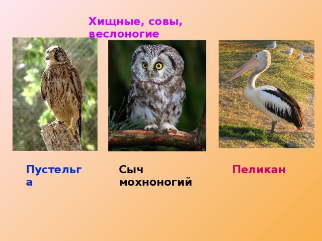 Хищные, совы, веслоногие Пустельга Сыч мохноногий Пеликан 