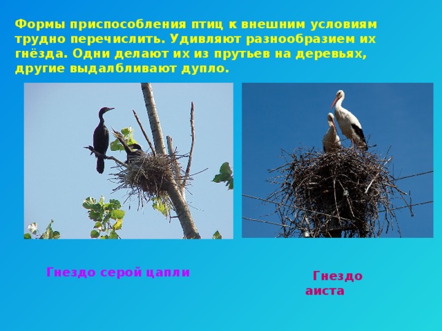 Формы приспособления птиц к внешним условиям трудно перечислить. Удивляют разнообразием их гнёзда. Одни делают их из прутьев на деревьях, другие выдалбливают дупло. Гнездо серой цапли  Гнездо аиста 