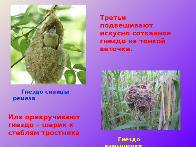 Третьи подвешивают искусно сотканное гнездо на тонкой веточке.  Гнездо синицы ремеза Или прикручивают гнездо – шарик к стеблям тростника  Гнездо камышевки 