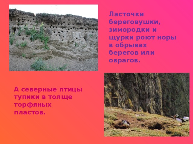 Ласточки береговушки, зимородки и щурки роют норы в обрывах берегов или оврагов. А северные птицы тупики в толще торфяных пластов. 
