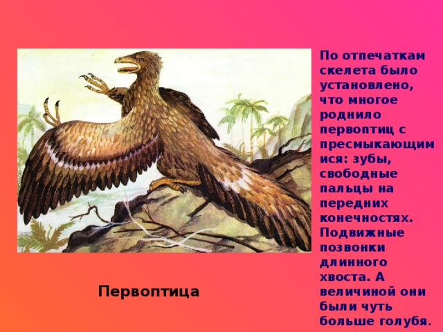 По отпечаткам скелета было установлено, что многое роднило первоптиц с пресмыкающимися: зубы, свободные пальцы на передних конечностях. Подвижные позвонки длинного хвоста. А величиной они были чуть больше голубя .  Первоптица 