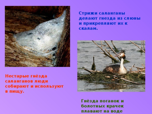 Стрижи саланганы делают гнезда из слюны и прикрепляют их к скалам. Нестарые гнёзда саланганов люди собирают и используют в пищу. Гнёзда поганок и болотных крачек плавают на воде 