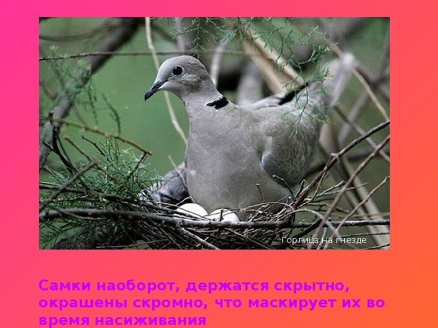 Горлица на гнезде Самки наоборот, держатся скрытно, окрашены скромно, что маскирует их во время насиживания 