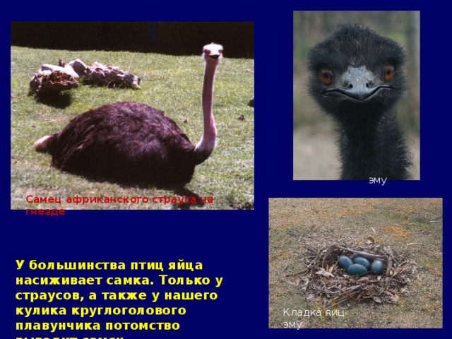  эму Самец африканского страуса на гнезде У большинства птиц яйца насиживает самка. Только у страусов, а также у нашего кулика круглоголового плавунчика потомство выводит самец. Кладка яиц эму 