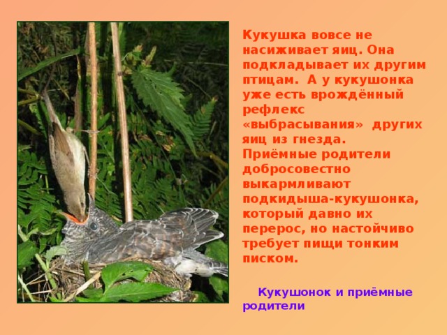 Кукушка вовсе не насиживает яиц. Она подкладывает их другим птицам. А у кукушонка уже есть врождённый рефлекс «выбрасывания» других яиц из гнезда. Приёмные родители добросовестно выкармливают подкидыша-кукушонка, который давно их перерос, но настойчиво требует пищи тонким писком.  Кукушонок и приёмные родители 