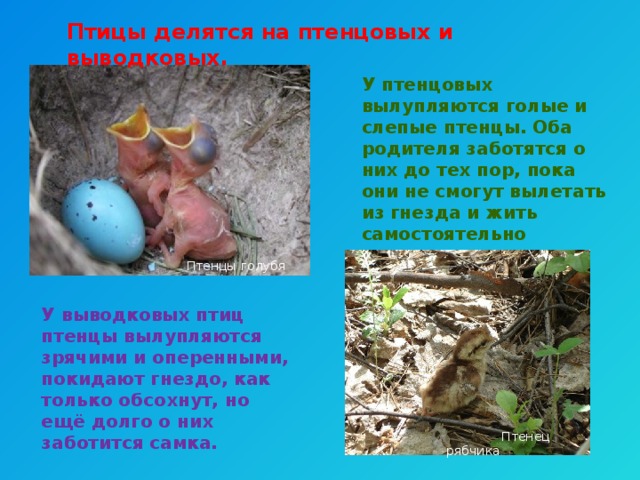 Птицы делятся на птенцовых и выводковых. У птенцовых вылупляются голые и слепые птенцы. Оба родителя заботятся о них до тех пор, пока они не смогут вылетать из гнезда и жить самостоятельно Птенцы голубя У выводковых птиц птенцы вылупляются зрячими и оперенными, покидают гнездо, как только обсохнут, но ещё долго о них заботится самка.  Птенец рябчика 