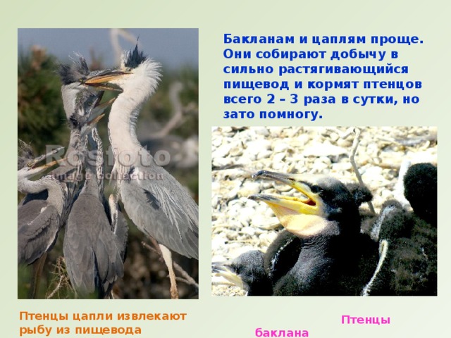 Бакланам и цаплям проще. Они собирают добычу в сильно растягивающийся пищевод и кормят птенцов всего 2 – 3 раза в сутки, но зато помногу. Птенцы цапли извлекают рыбу из пищевода взрослой птицы  Птенцы баклана 