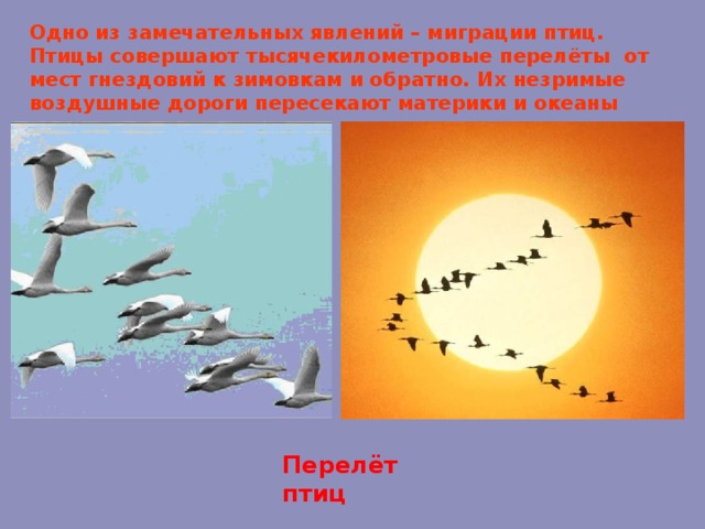 Одно из замечательных явлений – миграции птиц. Птицы совершают тысячекилометровые перелёты от мест гнездовий к зимовкам и обратно. Их незримые воздушные дороги пересекают материки и океаны Перелёт птиц 