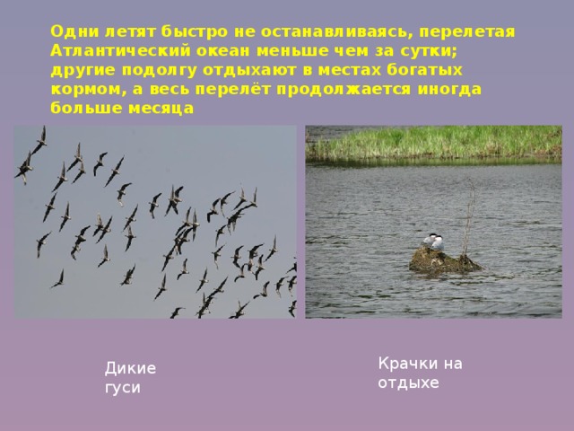 Одни летят быстро не останавливаясь, перелетая Атлантический океан меньше чем за сутки; другие подолгу отдыхают в местах богатых кормом, а весь перелёт продолжается иногда больше месяца Крачки на отдыхе Дикие гуси 