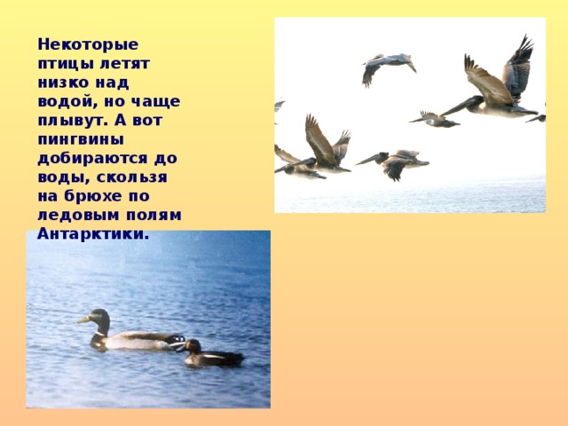 Некоторые птицы летят низко над водой, но чаще плывут. А вот пингвины добираются до воды, скользя на брюхе по ледовым полям Антарктики. 