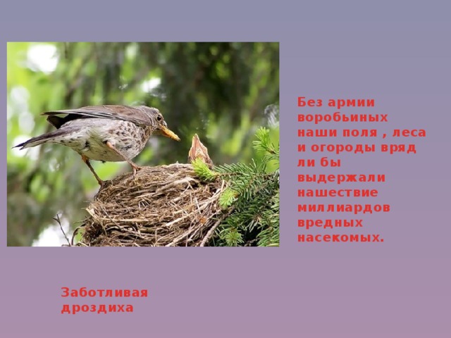 Без армии воробьиных наши поля , леса и огороды вряд ли бы выдержали нашествие миллиардов вредных насекомых. Заботливая дроздиха 