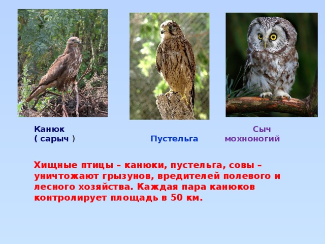  Сыч мохноногий  Пустельга Канюк ( сарыч ) Хищные птицы – канюки, пустельга, совы – уничтожают грызунов, вредителей полевого и лесного хозяйства. Каждая пара канюков контролирует площадь в 50 км. 