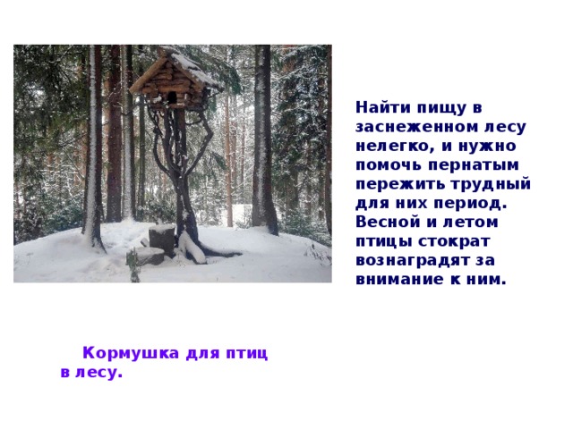 Найти пищу в заснеженном лесу нелегко, и нужно помочь пернатым пережить трудный для них период. Весной и летом птицы стократ вознаградят за внимание к ним.  Кормушка для птиц в лесу. 