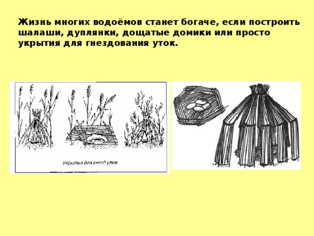 Жизнь многих водоёмов станет богаче, если построить шалаши, дуплянки, дощатые домики или просто укрытия для гнездования уток. 