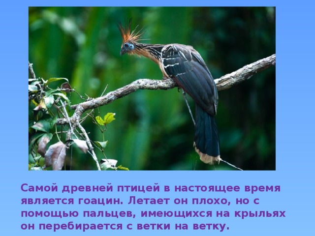 Самой древней птицей в настоящее время является гоацин. Летает он плохо, но с помощью пальцев, имеющихся на крыльях он перебирается с ветки на ветку. 