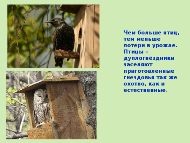 Чем больше птиц, тем меньше потери в урожае. Птицы – дуплогнёздники заселяют приготовленные гнездовья так же охотно, как и естественные . 