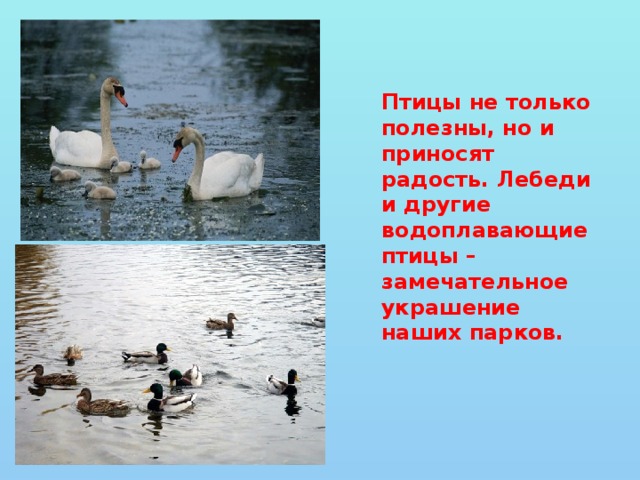 Птицы не только полезны, но и приносят радость. Лебеди и другие водоплавающие птицы – замечательное украшение наших парков. 