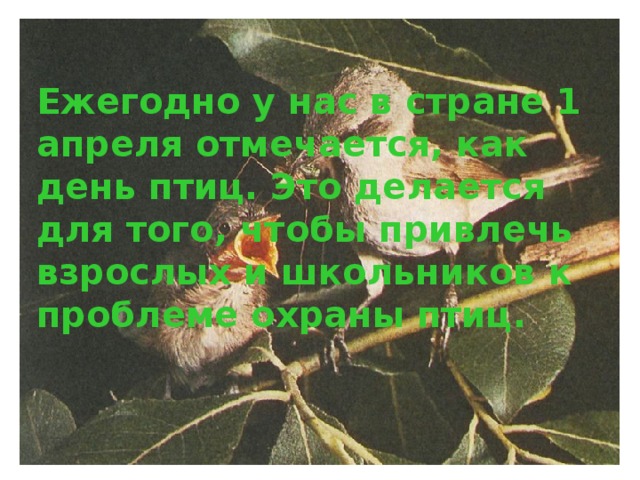 Ежегодно у нас в стране 1 апреля отмечается, как день птиц. Это делается для того, чтобы привлечь взрослых и школьников к проблеме охраны птиц. 
