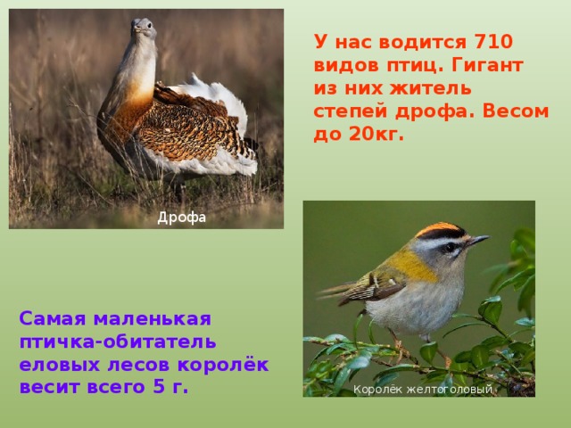 У нас водится 710 видов птиц. Гигант из них житель степей дрофа. Весом до 20кг. Дрофа Самая маленькая птичка-обитатель еловых лесов королёк весит всего 5 г. Королёк желтоголовый 