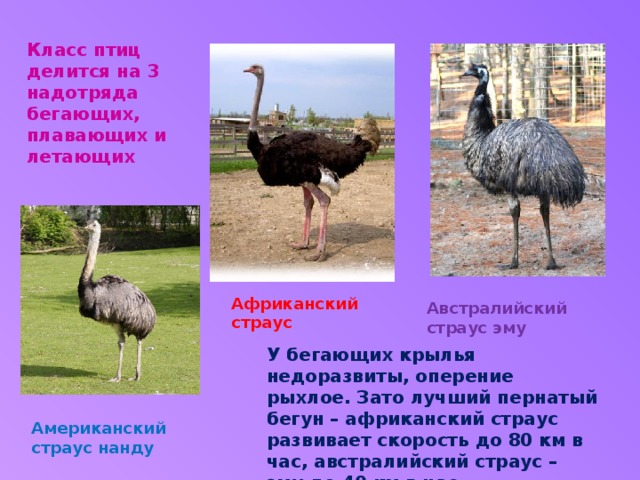 Класс птиц делится на 3 надотряда бегающих, плавающих и летающих Африканский страус Австралийский страус эму У бегающих крылья недоразвиты, оперение рыхлое. Зато лучший пернатый бегун – африканский страус развивает скорость до 80 км в час, австралийский страус – эму до 40 км в час. Американский страус нанду 