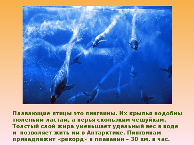 Плавающие птицы это пингвины. Их крылья подобны тюленьим ластам, а перья скользким чешуйкам. Толстый слой жира уменьшает удельный вес в воде и позволяет жить им в Антарктике. Пингвинам принадлежит «рекорд» в плавании – 30 км. в час. 