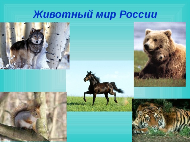 Животный мир России 